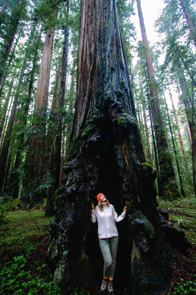 Park Stanowy Humboldt Redwoods, Kalifornia