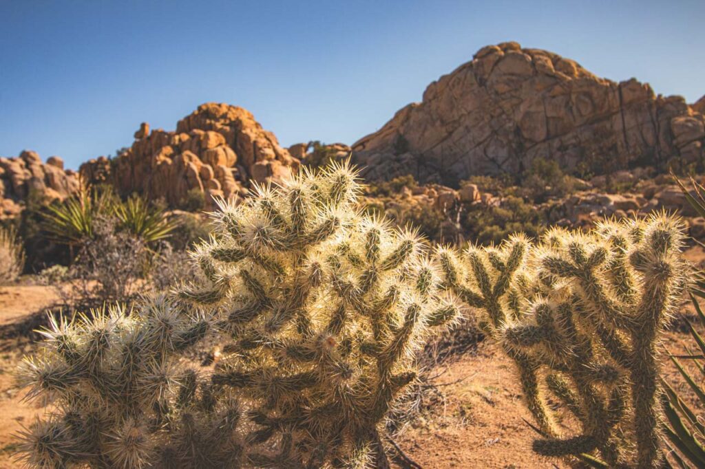 Cholla Cactus Garden