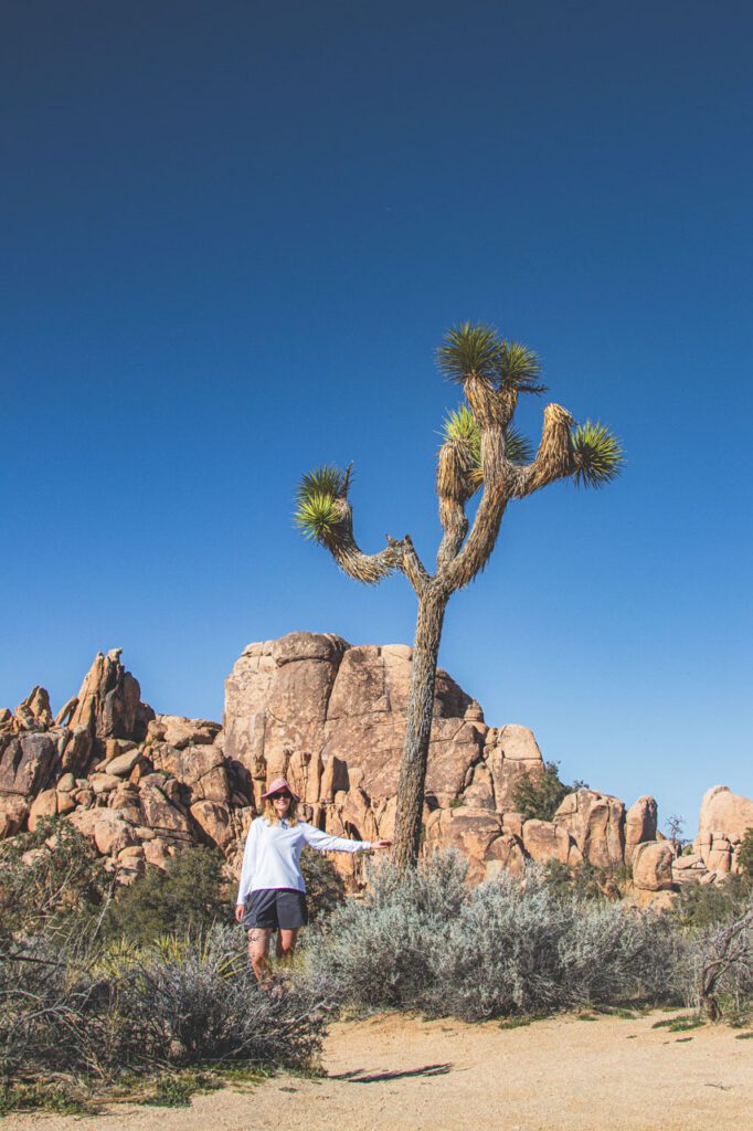 Joshua Tree drzewo