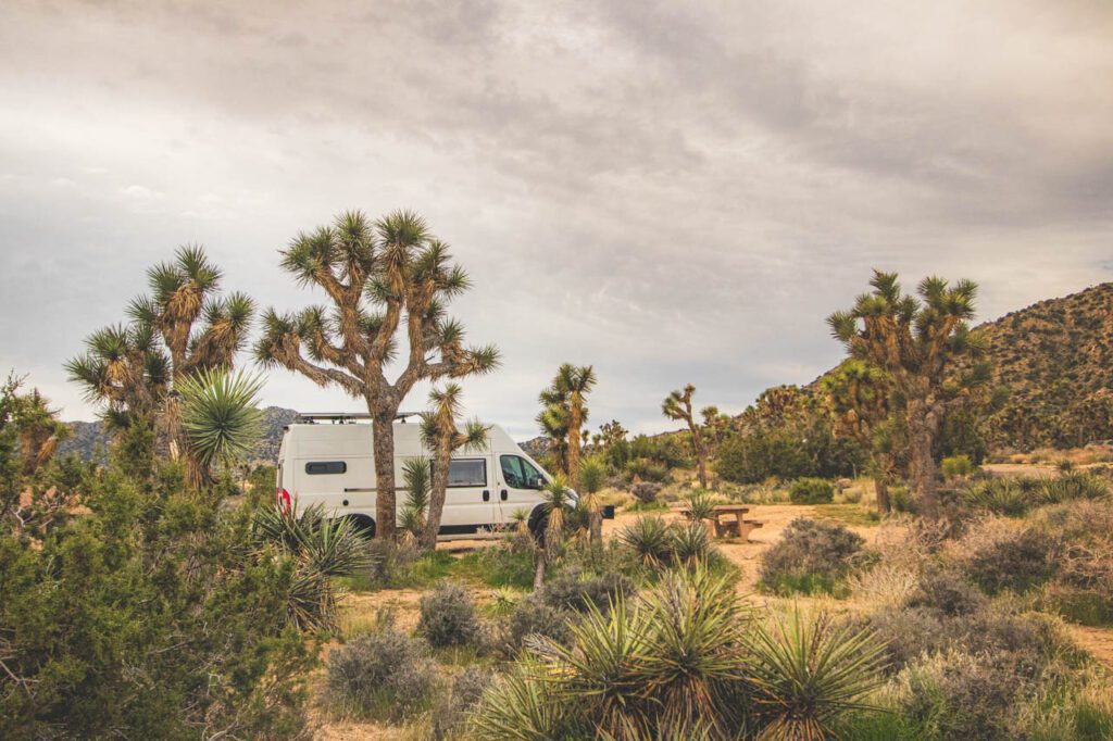 Joshua Tree kemping