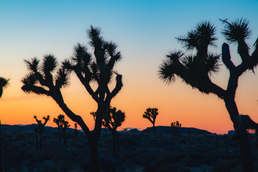 Park Narodowy Joshua Tree